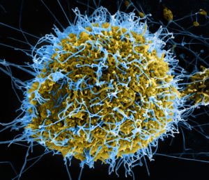 Ebola Outbreak Cases Exceed 600 as Response Efforts Face Operational Challenges