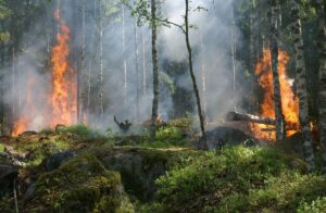France Battles Historic Wildfires as Nearly 100,000 Hectares Burn, 217,000 Evacuated